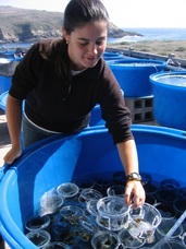 Kristin Aquilino at Bodega Marine Lab