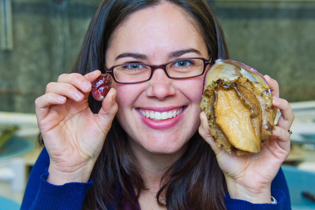 Kristin Aquilino holds captive bred white abalone at UC Davis Bodega Marine Lab