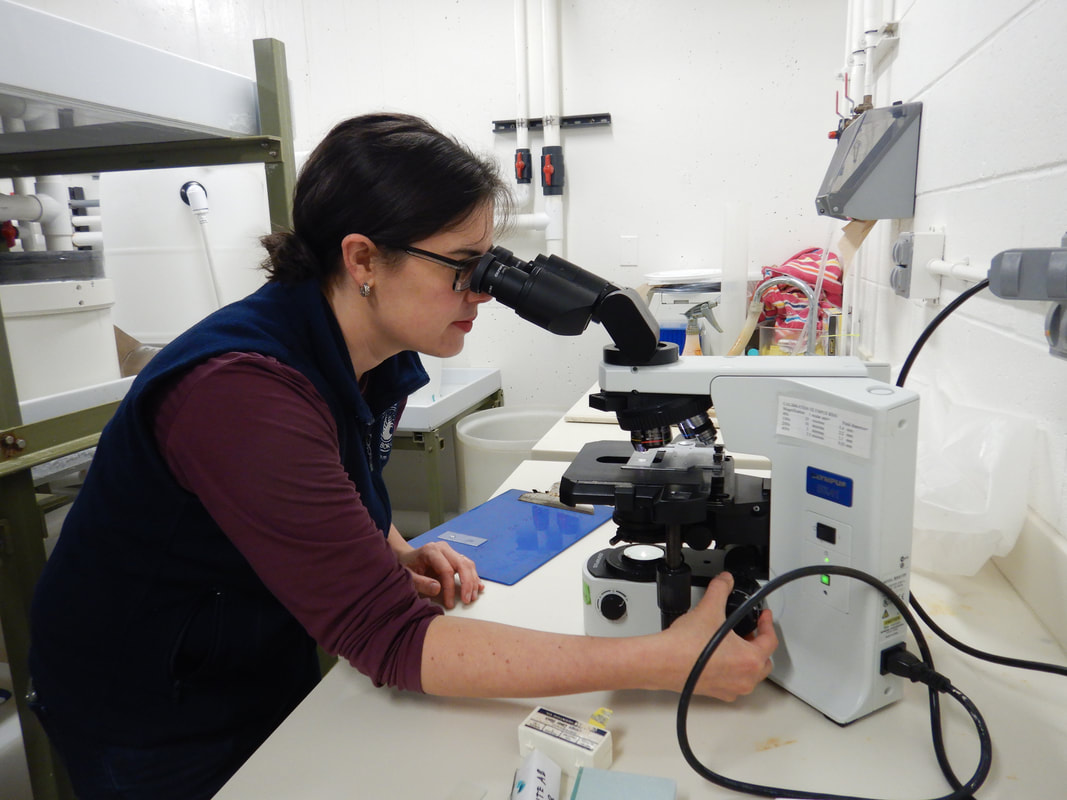 Kristin Aquilino examines white abalone eggs at UC Davis Bodega Marine Laboratory