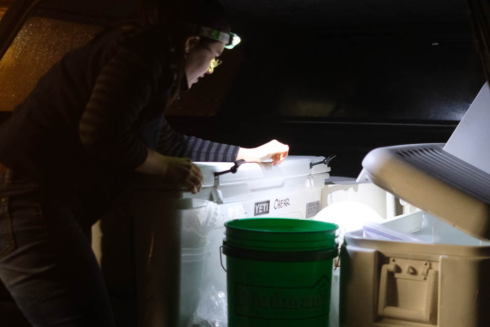 Kristin Aquilino unpacks a newly collected wild white abalone at Bodega Marine Lab