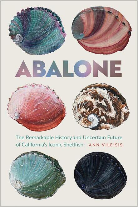 Can the long-lost abalone make a comeback in California? - Los Angeles Times