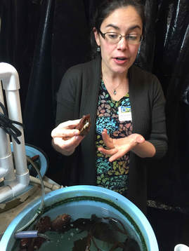 Kristin Aquilino holds a captive-bred white abalone at UC Davis Bodega Marine Lab