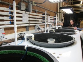 Kristin Aquilino examines white abalone at Bodega Marine Lab