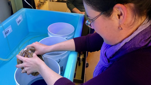 Kristin Aquilino examines a white abalone at Aquarium of the Pacific